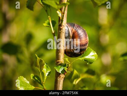 Close up view of sealed sleeping Brown Garden Snail or Cornu Aspersum aestivating on young Black Poplar tree or Populus nigra on dry hot summer day Stock Photo