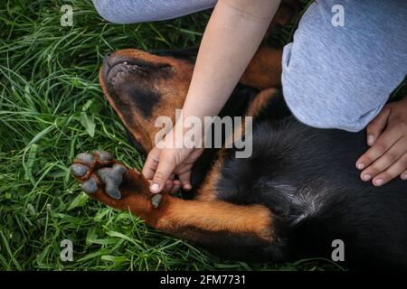 Rottweiler puppy lies on his back on the lawn while the boy caresses him Stock Photo