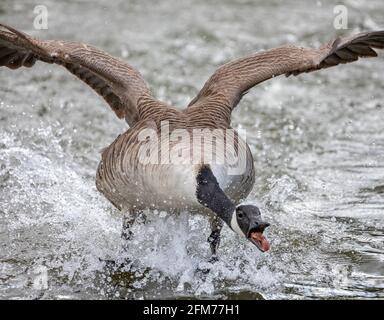 Canada goose discount everywhere