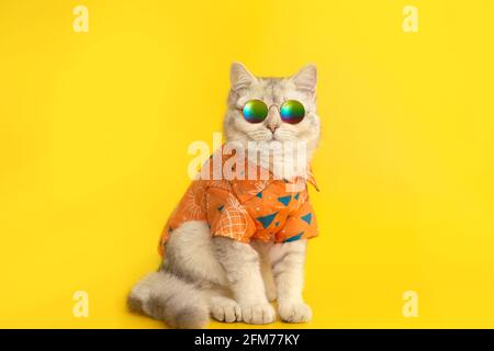 White british cat are wear sunglass and shirt isolated on the yellow background. Stock Photo