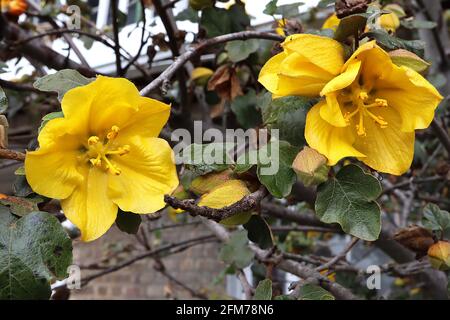 Fremontodendron ‘Pacific Sunset’ Flannel bush Pacific Sunset – thick yellow and orange red flowers (bracts) and dark green lobed leaves,  May, England Stock Photo