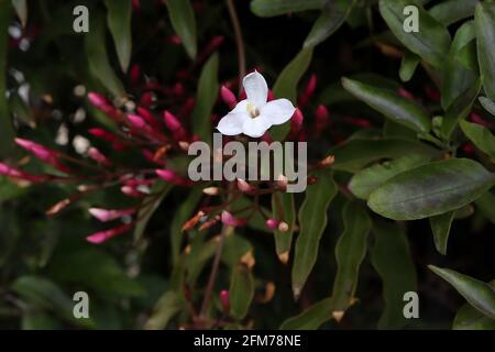 Jasminum officinale ‘Inverleith’ Jasmine Inverleith – scented small white flowers and dark pink flower buds,  May, England, UK Stock Photo