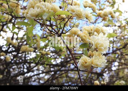 Rosa banksiae ‘Lutea’ double yellow banksia rose – cascade of yellow rosette-like flowers,  May, England, UK Stock Photo