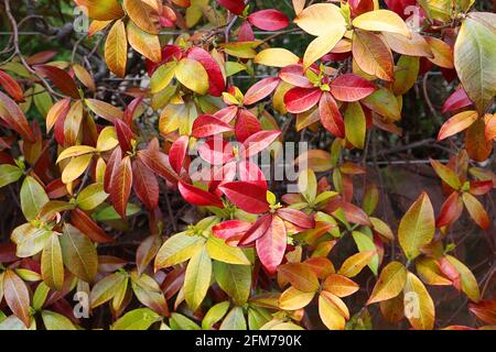 Trachelospermum jasminoides Star Jasmine – pinnate glossy red and bronze spring leaves May, England, UK