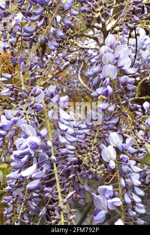 Wisteria floribunda ‘Domino’ Japanese wisteria Domino -  lilac blue flowers, yellow stripe, violet wings, purple tips, bronze green leaves,  May, UK Stock Photo