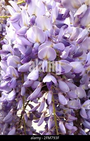 Wisteria floribunda ‘Domino’ Japanese wisteria Domino -  lilac blue flowers, yellow stripe, violet wings, purple tips, bronze green leaves,  May, UK Stock Photo