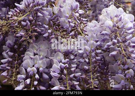 Wisteria floribunda ‘Domino’ Japanese wisteria Domino -  lilac blue flowers, yellow stripe, violet wings, purple tips, bronze green leaves,  May, UK Stock Photo