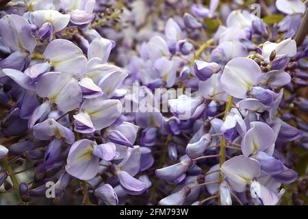 Wisteria floribunda ‘Domino’ Japanese wisteria Domino -  lilac blue flowers, yellow stripe, violet wings, purple tips, bronze green leaves,  May, UK Stock Photo