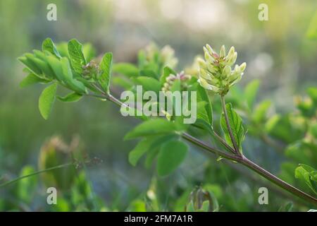 Blooming liquorice milkvetch, Astragalus glycyphyllos Stock Photo