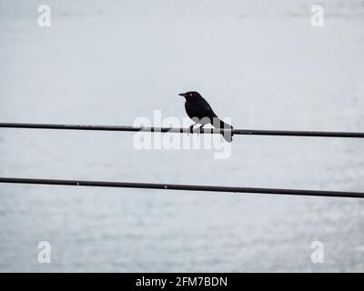 Guatapé, Antioquia, Colombia - April 4 2021: The Carib Grackle (Quiscalus lugubris). A Black Bird Standing on the Electric Wires by the River in Guata Stock Photo