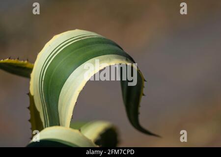 Curved yellow and green leaf of a cactus plant with blurred background Stock Photo
