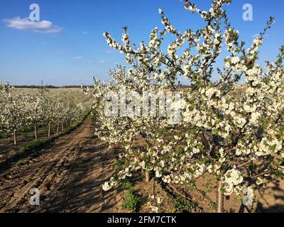Sour cherry orchard in blossom during spring Stock Photo