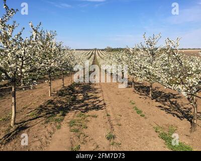 Sour cherry orchard in blossom during spring Stock Photo