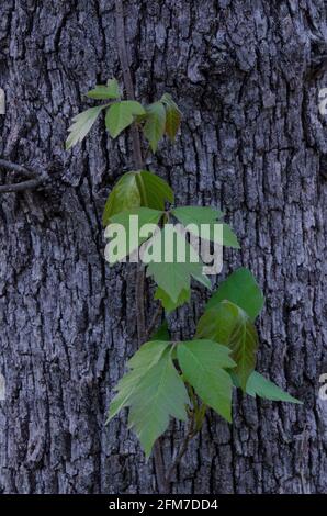 Poison Ivy, Toxicodendron radicans, vine climbing up Post Oak, Quercus stellata Stock Photo