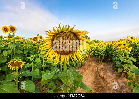 Sunflowers are a cash crop Helianthus is a genus comprising about 70 species of annual and perennial flowering plants in the daisy family Asteraceae. Stock Photo