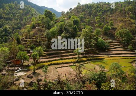 Extensive Terraced Fields at a remote village near Dwarahat, Uttarakhand, India Stock Photo