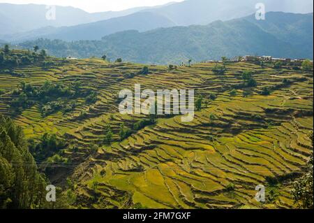 Extensive Terraced Fields at a remote village near Dwarahat, Uttarakhand, India Stock Photo