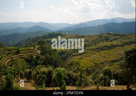 Extensive Terraced Fields at a remote village near Dwarahat, Uttarakhand, India Stock Photo