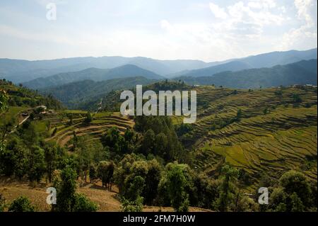 Extensive Terraced Fields at a remote village near Dwarahat, Uttarakhand, India Stock Photo