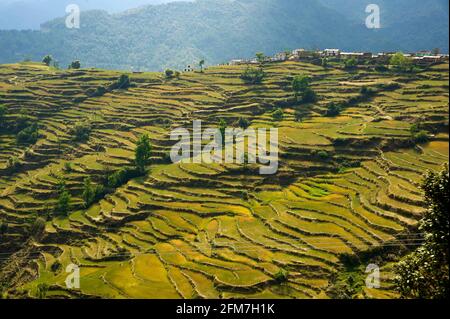 Extensive Terraced Fields at a remote village near Dwarahat, Uttarakhand, India Stock Photo