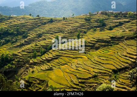 Extensive Terraced Fields at a remote village near Dwarahat, Uttarakhand, India Stock Photo