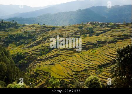 Extensive Terraced Fields at a remote village near Dwarahat, Uttarakhand, India Stock Photo