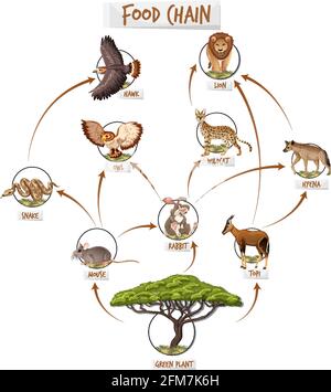 Food chain concept diagram illustration Stock Vector Image & Art - Alamy
