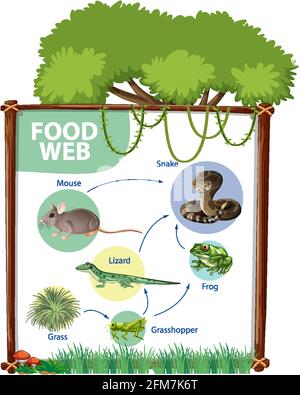 Food chain diagram concept illustration Stock Vector Image & Art - Alamy