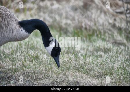 A Canadian goose out to eat a meal of grass in spring. Stock Photo