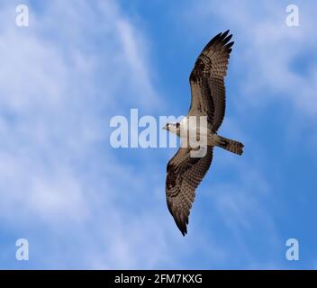 osprey flying in blue sky Stock Photo - Alamy