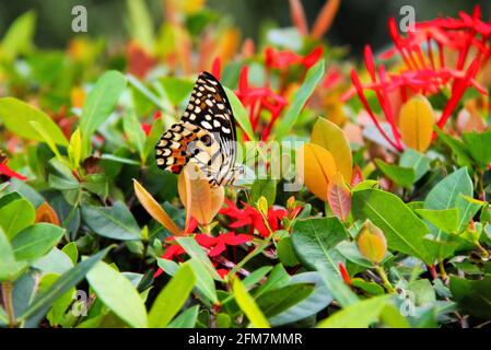 A lime butterfly sitting among flowering orange Ixoria, and other plants, in the tropical West Indies. Stock Photo