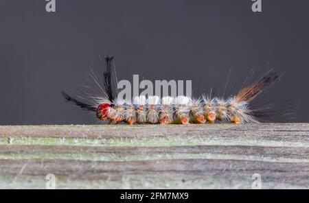 White marked tussock moth (Orgyia leucostigma) caterpillar Stock Photo