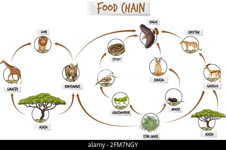 Diagram showing food chain illustration Stock Vector Image & Art - Alamy