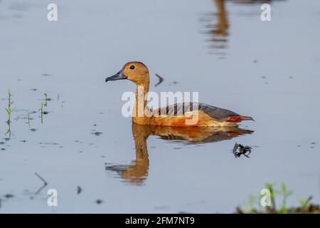 The lesser whistling duck (Dendrocygna javanica), also known as Indian whistling duck or lesser whistling teal. Stock Photo