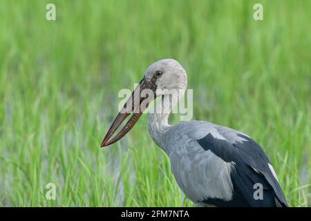 The Asian openbill or Asian openbill stork (Anastomus oscitans) is a large wading bird in the stork family Ciconiidae. Stock Photo