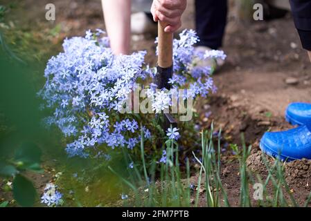 Woman shoveling blue phlox seedlings for planting Stock Photo