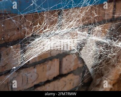 large old spider web lit by sun closeup in brick rustic barn Stock Photo