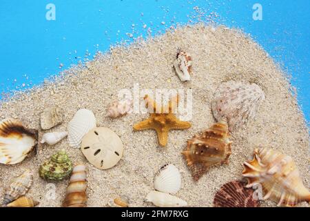 Seashell on Boardwalk at Tropical Beach Stock Photo