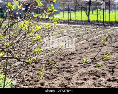 branch of peach tree with young green leaves and plowed garden on background in village on sunny spring day Stock Photo