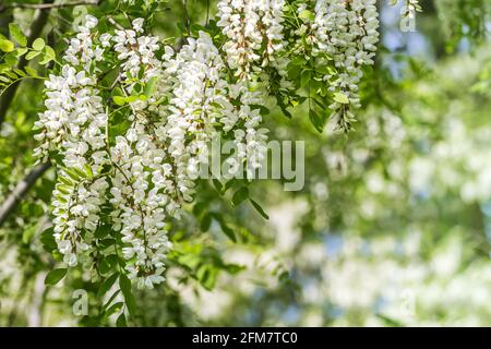 black locust in blossom in spring. flowering branch of Robinia pseudoacacia. closeup view Stock Photo