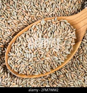 top view of husked rye grains in wood spoon closeup Stock Photo