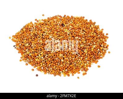 handful of chumiza siberian millet seeds closeup on white background Stock Photo