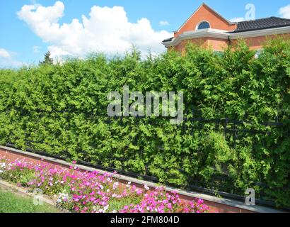 A wrought iron, cast iron fence with a thick emerald green thuja, arborvitae green hedge, privacy hedge, and a narrow flowerbed with petunia flowers. Stock Photo