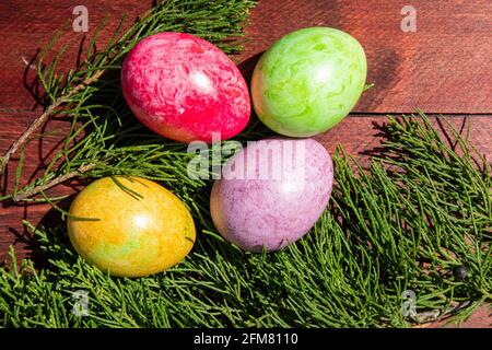 Four multicolored bright easter eggs and thuja branch lying on red wood surface Stock Photo