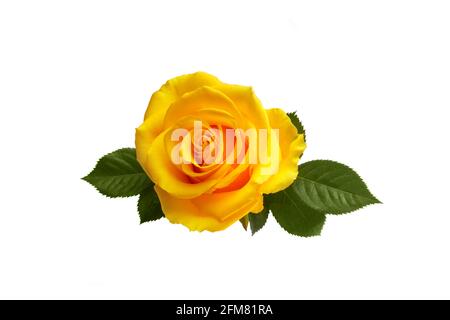 Beautiful yellow rose with leaves isolated on white background Stock Photo