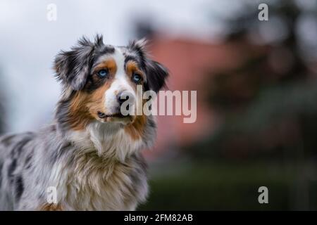 australian shepherd sitting on the green gras and blue sky watching to the camera shallow depth of field Stock Photo