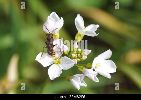 Flowers of cuckooflower, Cardamine pratensis. Family Brassicaceae. With the cuckoo bee Nomada of the family Apidae. Faded Dutch garden in spring Stock Photo