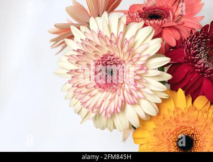 Close-up of beautiful wonderful multicolored white red mix of gerbera flowers on white background. Greeting card with place for inscription. Botanical Stock Photo