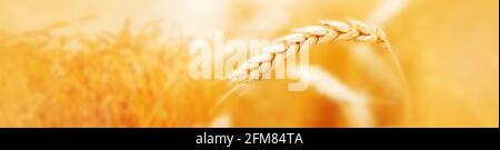 Ripe ears of barley in field. Harvest background. Agriculture concept.  Macro. Panoramic illustration Stock Photo