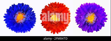 Set of bright multicolor decorative flowers isolated on white background. Colorful tropical flowers. Macro. Top view Stock Photo